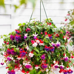 Mélange de 3 plantes : Fuchsias Blue Angel, Dark Eyes, Swingtime - Cascade de fleurs tout l'été