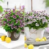 Mélange de 6 plantes : Pelargonium odorant Mosquitaway Lizzy et Eva - Fleuri et anti-moustiques