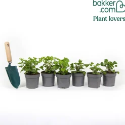 Mélange de 6 plantes : Pelargonium odorant Mosquitaway Lizzy et Eva - Fleuri et anti-moustiques