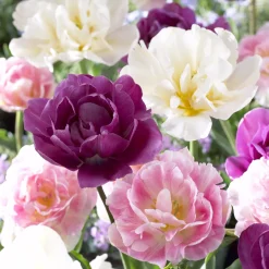 Mélange de 10 tulipes Sensation - Un printemps 100% couleurs