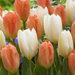 Mélange de 10 tulipes Stockholm - Un jardin rouge en avril