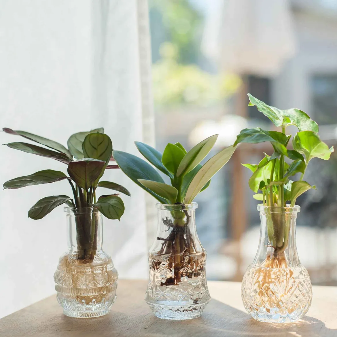 Mélange hydroponie et ses 3 vases - Nature et art fusionnés
