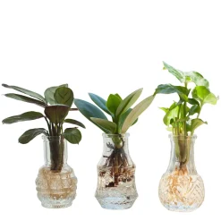 Mélange hydroponie et ses 3 vases - Nature et art fusionnés