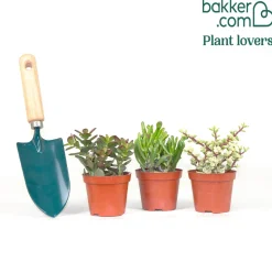 3 Mélanges de crassulas - Trois formes, zéro souci