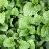 Mélisse officinale - La tisane fraîche au jardin