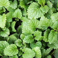 Mélisse officinale - La tisane fraîche au jardin