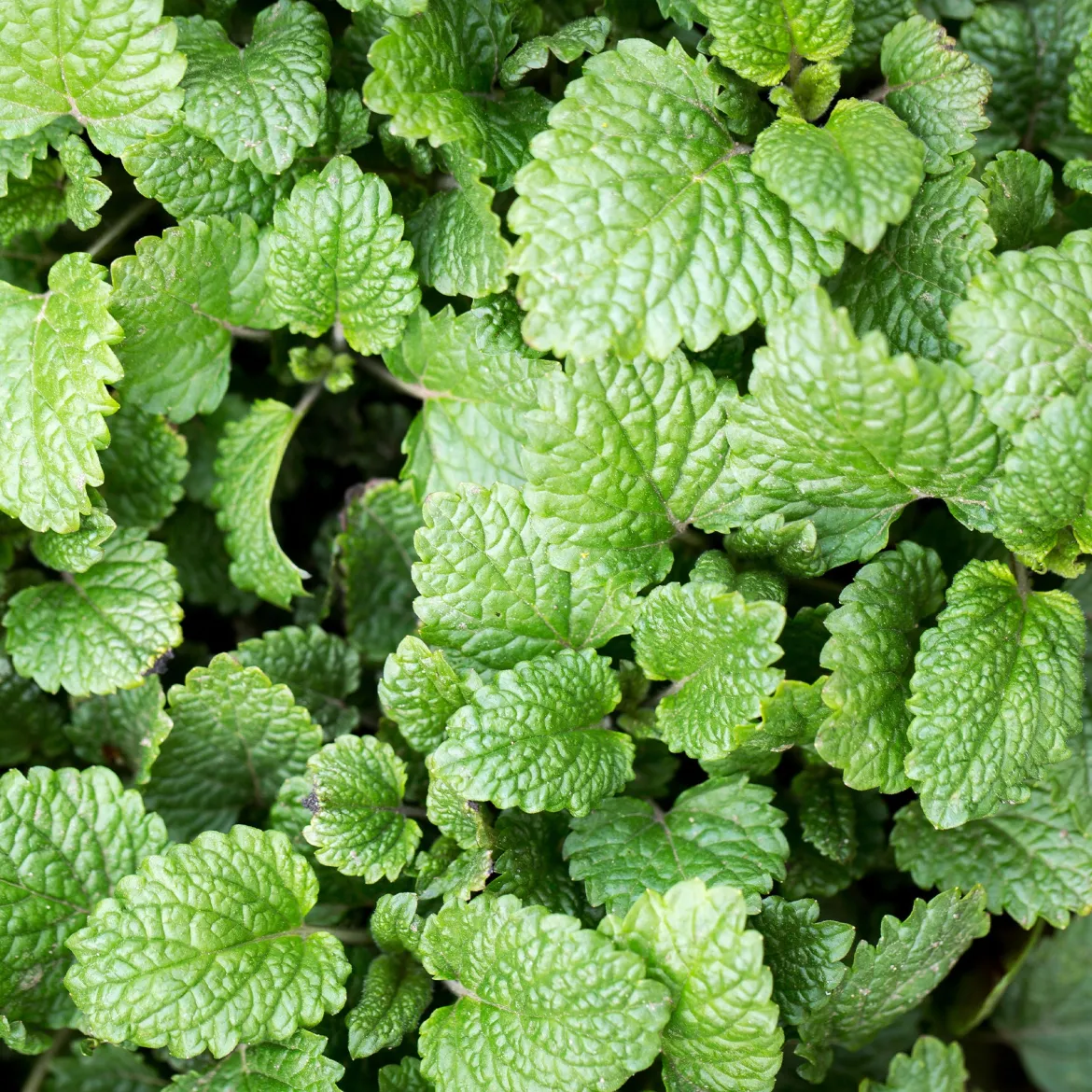 Mélisse officinale - La tisane fraîche au jardin