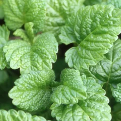 Mélisse officinale - La tisane fraîche au jardin