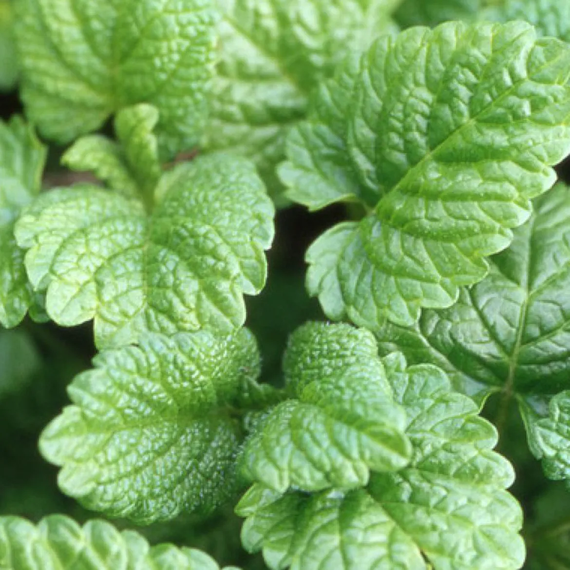Mélisse officinale - La tisane fraîche au jardin