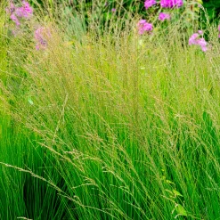 Molinie bleue Heidebraut - Légèreté verticale au jardin