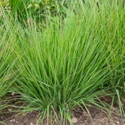 Molinie bleue Heidebraut - Légèreté verticale au jardin