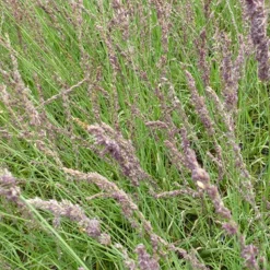 Molinie bleue Moorhexe - Le graphisme facile au jardin