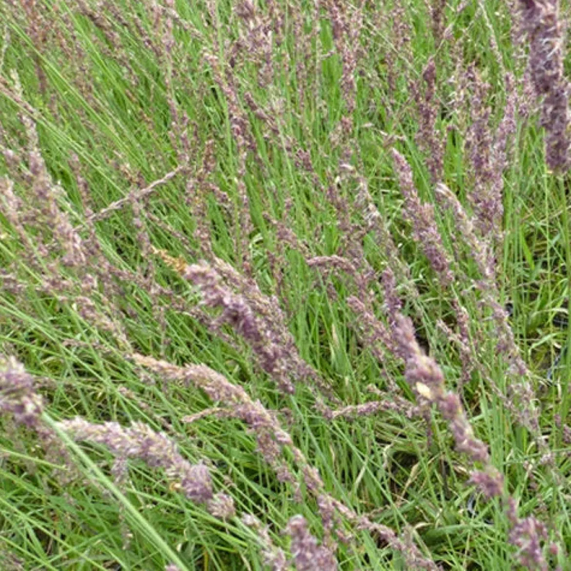 Molinie bleue Moorhexe - Le graphisme facile au jardin