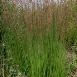 Molinie bleue Moorhexe - Le graphisme facile au jardin