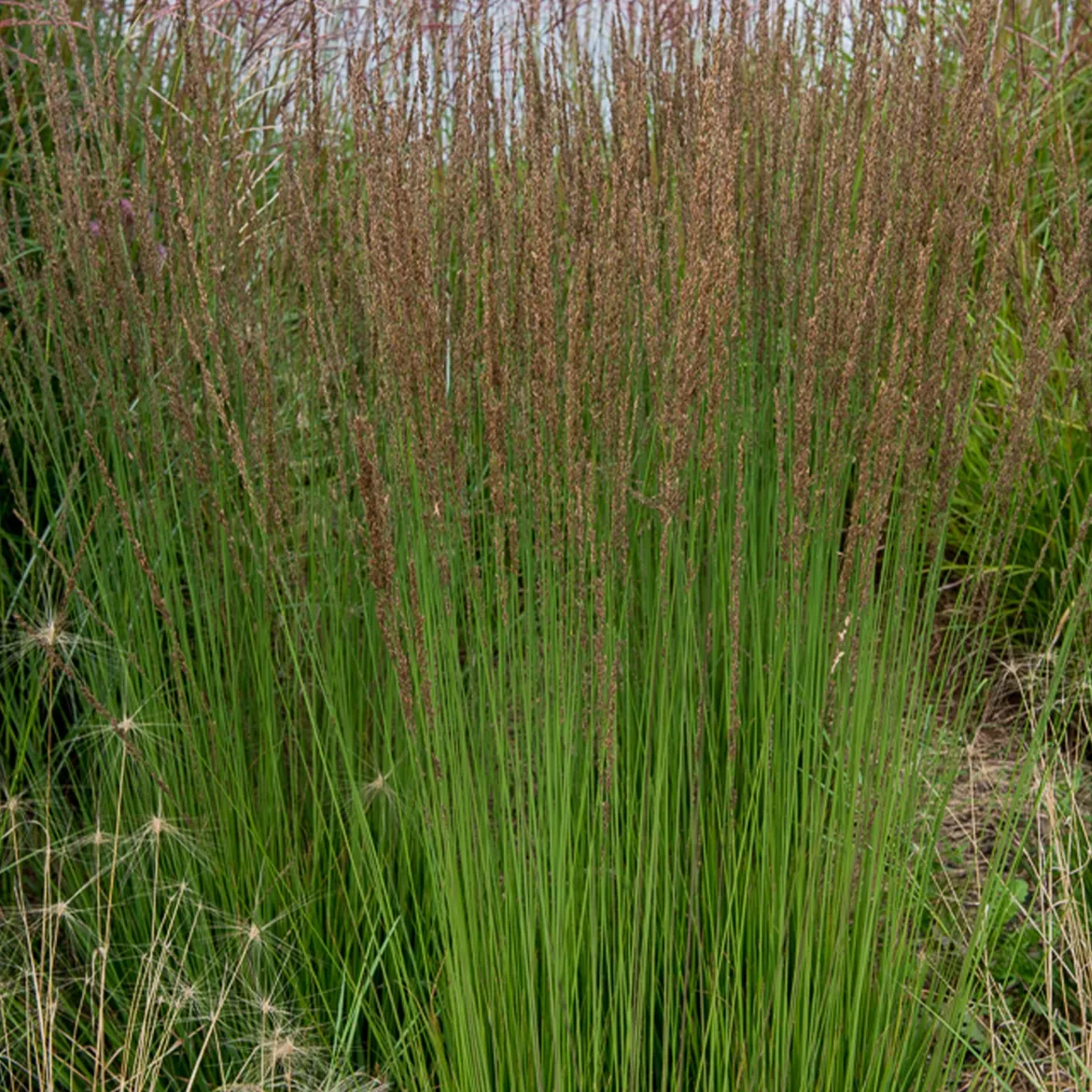 Molinie bleue Moorhexe - Le graphisme facile au jardin