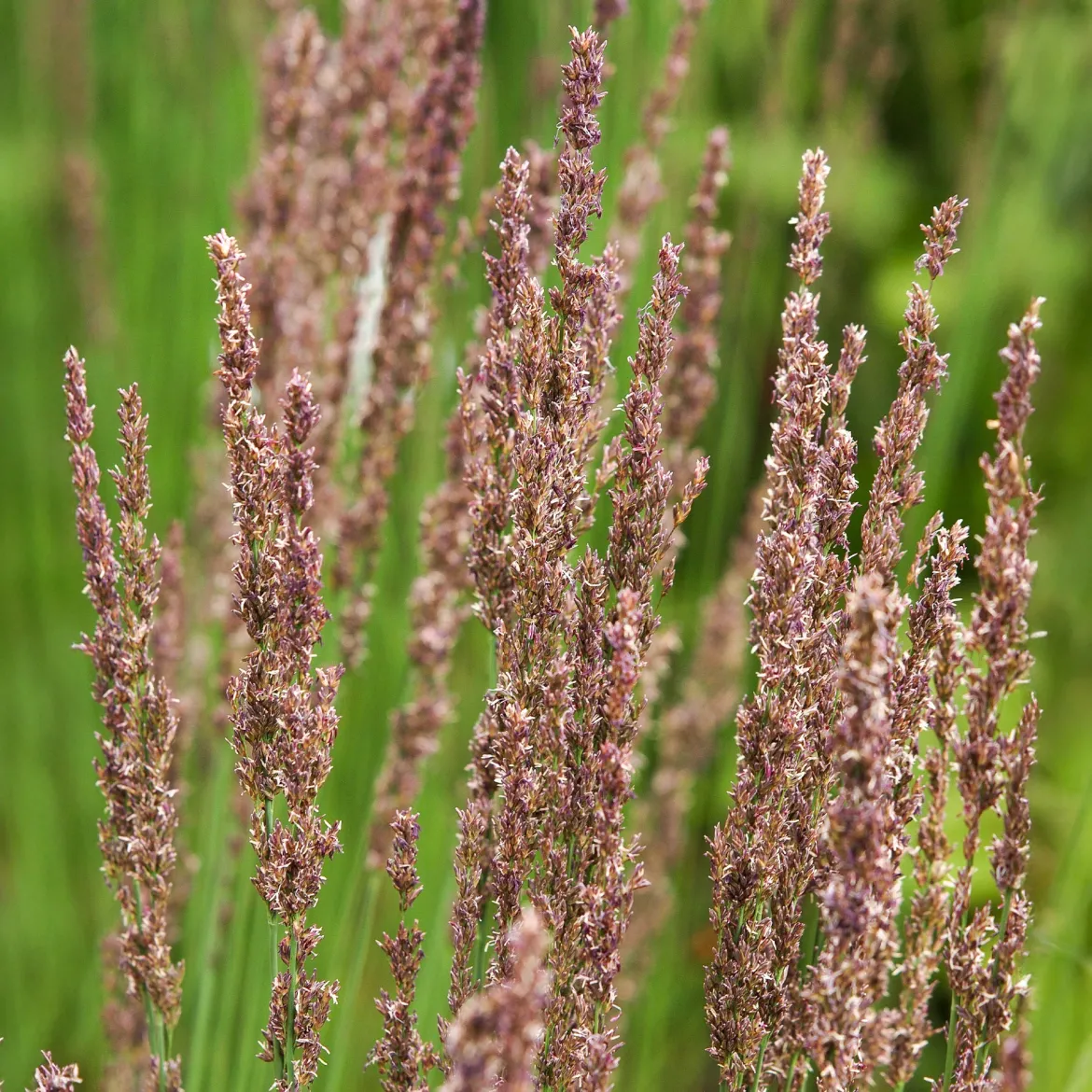 Molinie bleue Moorhexe - Le graphisme facile au jardin