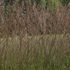 Molinie élevée Karl Foester - Un rideau doré au jardin