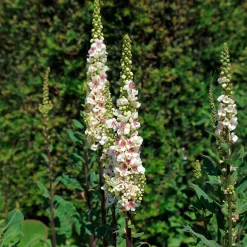 Molène noire à fleurs blanches - Une colonne blanche au jardin