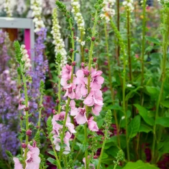 Molène Pink Domino - Une flèche rose au jardin