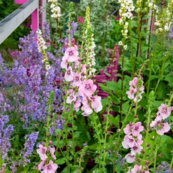 Molène Pink Domino - Une flèche rose au jardin
