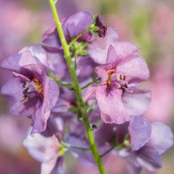 Molène Pink Domino - Une flèche rose au jardin