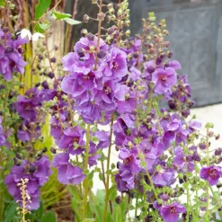 Molène Sugar Plum - Des fleurs sans arroser