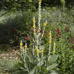 Molène - Un cierge argenté au jardin