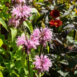 Monarde Beauty of Cobham - Le jardin qui bourdonne