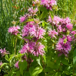 Monarde Beauty of Cobham - Le jardin qui bourdonne