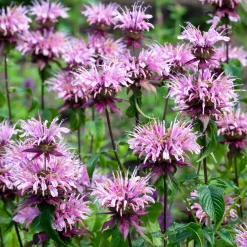 Monarde Beauty of Cobham - Le jardin qui bourdonne