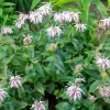 Monarde bradburiana Bergamote sauvage - Fleurs mellifères sans effort