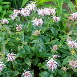 Monarde bradburiana Bergamote sauvage - Fleurs mellifères sans effort