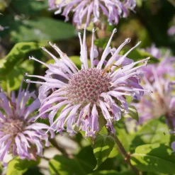 Monarde bradburiana Bergamote sauvage - Fleurs mellifères sans effort