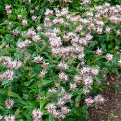 Monarde bradburiana Bergamote sauvage - Fleurs mellifères sans effort