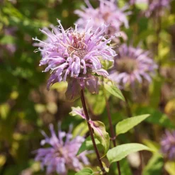 Monarde bradburiana Bergamote sauvage - Fleurs mellifères sans effort