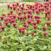 Monarde Cambridge Scarlet - Rouge vif tout l'été