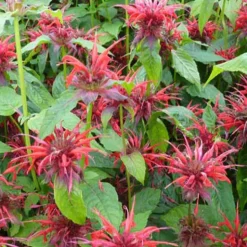 Monarde Cambridge Scarlet - Rouge vif tout l'été
