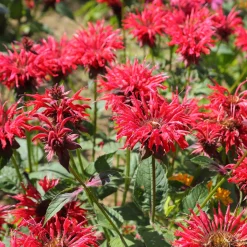 Monarde écarlate - Le rouge qui attire les abeilles
