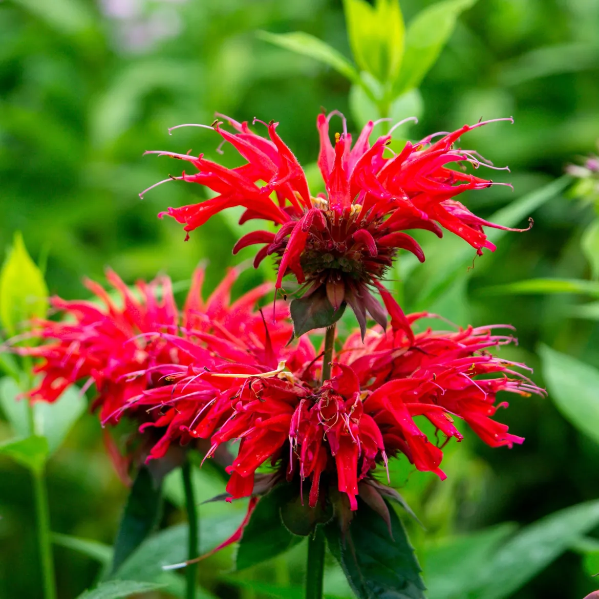 Monarde écarlate - Le rouge qui attire les abeilles