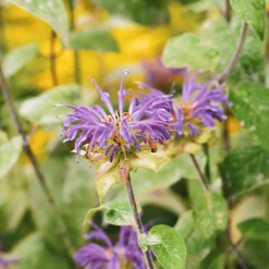 Monarde à feuille de menthes - Le violet qui attire les abeilles