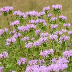 Monarde à feuille de menthes - Le violet qui attire les abeilles