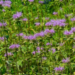 Monarde à feuille de menthes - Le violet qui attire les abeilles