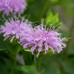 Monarde à feuille de menthes - Le violet qui attire les abeilles