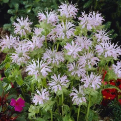 Monarde Fishes - Un nuage rose mellifère