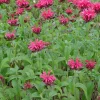 Monarde Mahogany - Le jardin qui attire les papillons
