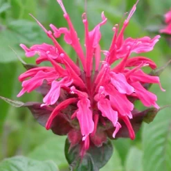 Monarde Mahogany - Le jardin qui attire les papillons