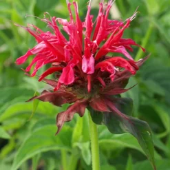 Monarde Mahogany - Le jardin qui attire les papillons