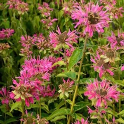 Monarde Marshall's Delight - Un nuage rose plein d'abeilles