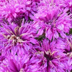 Monarde Purple Lace - Un massif violet plein de vie
