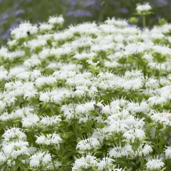 Monarde Schneewittchen - Fleurs blanches, jardin vivant